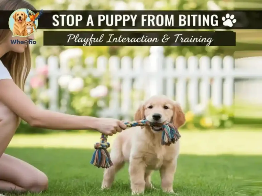 A golden retriever puppy playing with a rope toy held by its owner to demonstrate how to stop a puppy from biting by redirecting behavior to toys.