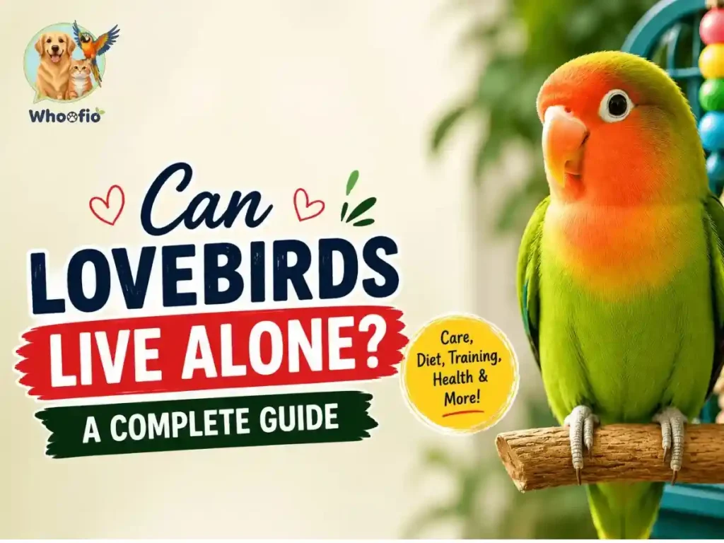 Colorful pet lovebird perched on a branch for a complete guide about whether lovebirds can live alone, including care, diet, training, health, and lifespan.